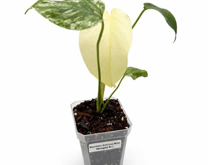Monstera deliciosa ‘Mint Variegata’ | Exakte Pflanze | 23 cm inkl. Topf | Nr. 2