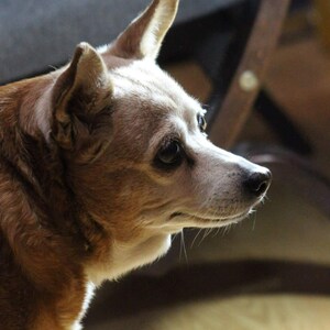 May include: A close-up profile of a small dog with brown and white fur. The dog has a white muzzle, dark eyes, and erect ears. The background is blurred, with hints of a wooden chair.