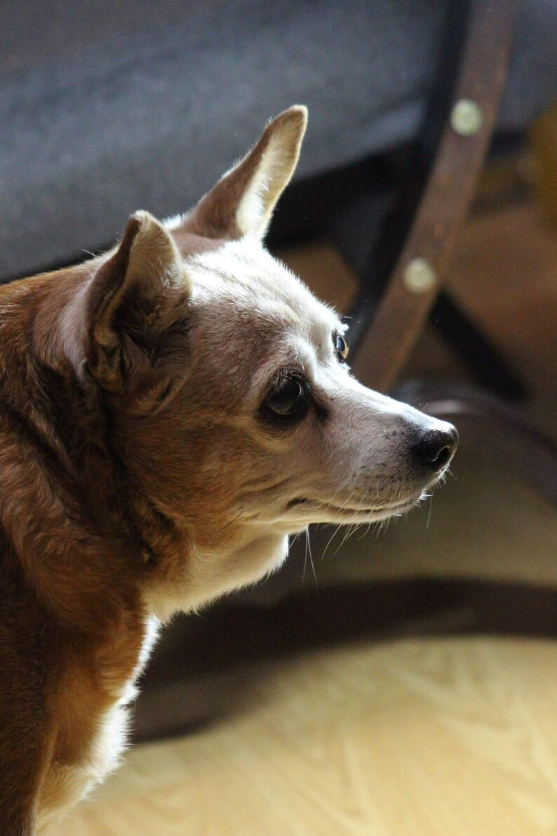May include: A close-up profile of a small dog with brown and white fur. The dog has a white muzzle, dark eyes, and erect ears. The background is blurred, with hints of a wooden chair.