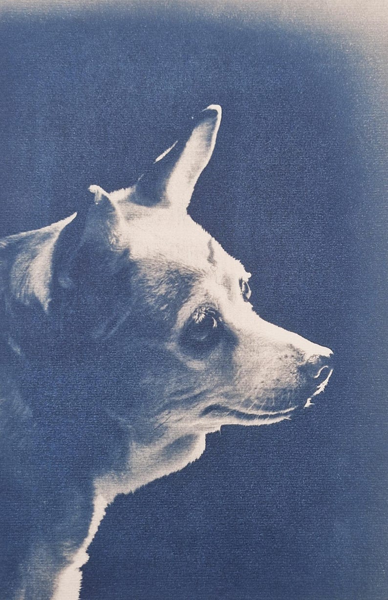 May include: A sepia-toned portrait of a dog in profile against a dark blue background. The dog has erect ears and a focused gaze, with its fur appearing light against the darker backdrop. The image captures the dog's features.