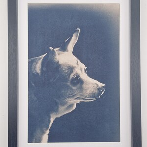 May include: Framed print of a small dog in profile, with a blue-toned filter. The dog has a pointed ear and a focused gaze. The print is set in a black frame with a white mat.