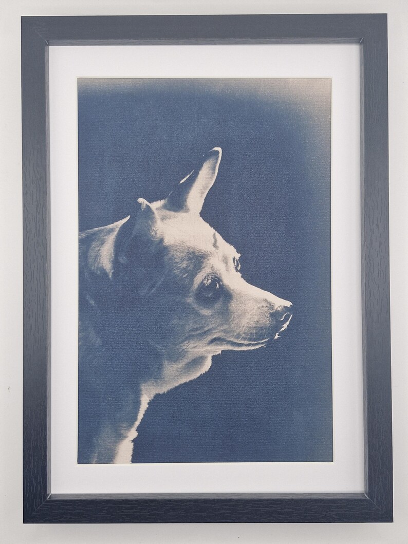 May include: Framed print of a small dog in profile, with a blue-toned filter. The dog has a pointed ear and a focused gaze. The print is set in a black frame with a white mat.