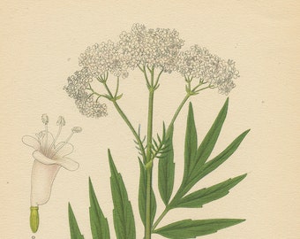 VALERIAN (Valeriana Officinalis L.)   Antique Botanical Book   Plate 60  Medicinal Plant  Bilder ur Nordens Flora CAM Lindman 1926