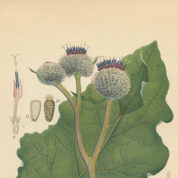 WOOLY BURDOCK (Arctium Tomentosum Mill.)  Antique Botanical Book   Plate 4 Bilder ur Nordens Flora CAM Lindman 1926