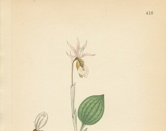 FAIRIE'S SLIPPER ORCHID (Calypso Bulbosa) 416   Antique Book Plate  416 Bilder ur Nordens Flora 1926