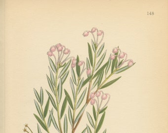 BOG ROSEMARY (Andromeda Polifolia L. )  Antique Book Plate  148 CAM Lindman  Bilder ur Nordens Flora 1926