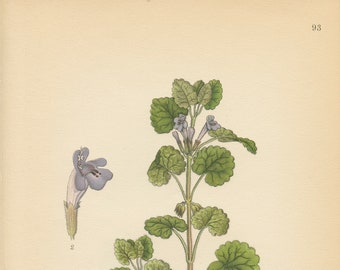 CREEPING CHARLIE (Glechoma Hederacea L.) Antique Botanical Bookplate CAM Lindman Bilder ur Nordens Flora 1926 Plate 93