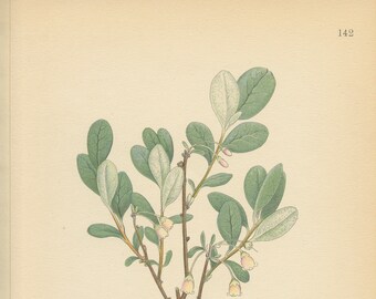 BOG BILBERRY (Vaccinium Uliginosum L.) Antique Book Plate 142 CAM  Lindman  Bilder ur Nordens Flora 1926