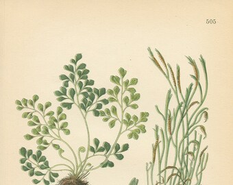 WALL RUE/Spleenwort (Asplenium Ruta Muraria/Septemtrionale. ) Antique Botanical Book Plate 505  Bilder ur Nordens Flora CAM Lindman 1926