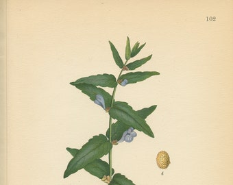 MARSH SKULLCAP (Scutellaria Galericulata L.) Antique Book Plate 102  CAM Lindman  Bilder ur Nordens Flora 1926