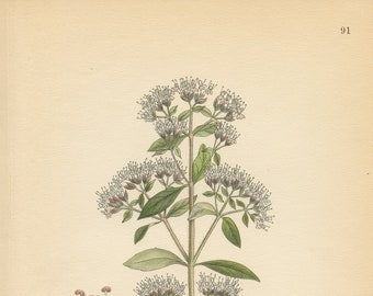 OREGANO (Origanum Vulgare L.)  Antique Botanical Book Plate 90 Bilder ur Nordens Flora CAM Lindman 1926