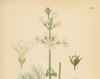 WATER VIOLET (Hottonia Palustris L.)   Antique Book Plate 139 CAM Lindman  Bilder ur Nordens Flora 1926