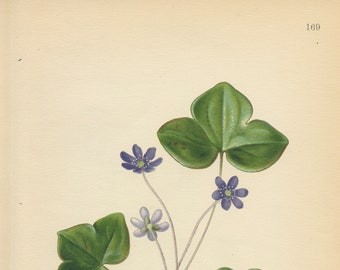LIVERWORT (Anemone Hepatica  L.)  Antique Book Plate 169 Bilder ur Nordens Flora 1926
