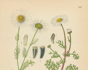 SCENTLESS CHAMOMILE (Matricaria Inodora L.)   Antique Botanical Book Plate 535 Bilder ur Nordens Flora CAM Lindman 1926