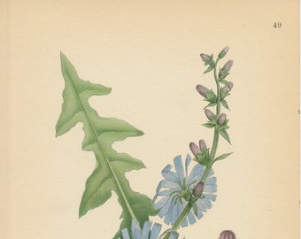 COMMON CHICORY (Cichorium Intybus L.)  Antique Botanical Book Plate 49 Bilder ur Nordens Flora CAM Lindman 1926