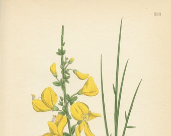 SCOTCH BROOM (Sarothamnus Scoparius)   Antique Botanical Book Plate 333 Bilder ur Nordens Flora  Lindman 1926