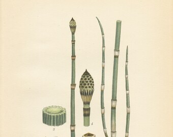 SCOURING RUSH/Rough Horsetail (Equisetum Hiemale L.) Antique Book Plate 513 CAM Lindman  Bilder ur Nordens Flora 1926