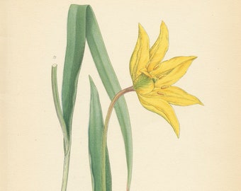 WILD TULIP (Tulipa Silvestris L.)  Antique Botanical Book Plate 383 Bilder ur Nordens Flora CAM Lindman 1926