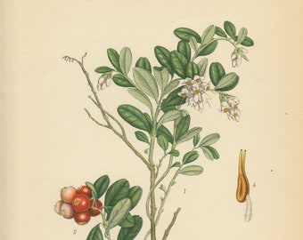 LINGONBERRY (Vaccinium Vitis Idaea L.) Antique Book Plate 143 CAM Lindman  Bilder ur Nordens Flora 1926