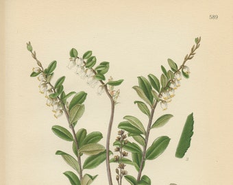 LEATHER LEAF (Chamaedaphne Calyculata L.) Antique Book Plate 589 CAM Lindman  Bilder ur Nordens Flora 1926