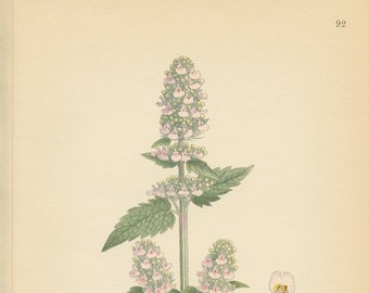 CATNIP (Nepeta Cataria L.)  Antique Botanical Book Plate 91 Bilder ur Nordens Flora CAM Lindman 1926