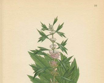 MOTHERWORT (Leonurus Cardiaca L.) Antique Botanical Book Plate 99  Bilder ur Nordens Flora Lindman 1926
