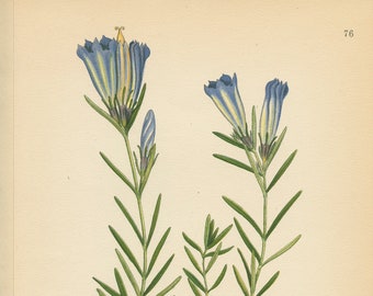 MARSH GENTIAN (Gentiana Pneumonanthe L.)  Antique Botanical Book   Plate 76  Bilder ur Nordens Flora CAM Lindman 1926