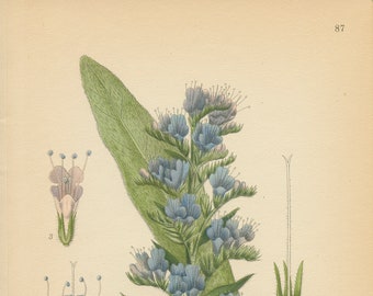 VIPER'S-BUGLOSS  (Echium Vulgare L.)  Antique Botanical Book Plate 87  Bilder ur Nordens Flora CAM Lindman 1926