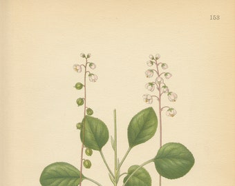 COMMON WINTERGREEN (Pyrola Minor L.)  Antique Book Plate  153 CAM Lindman  Bilder ur Nordens Flora 1926