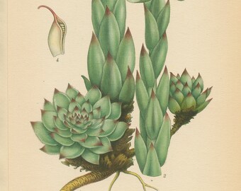 HENS and CHICKS (Sempervivum Tectorum L ) Antique Botanical Book Plate 272 Bilder ur Nordens Flora CAM Lindman 1926