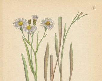 SEA ASTER (Aster Tripolium)  Antique Book Plate 33 CAM Lindman  Bilder ur Nordens Flora 1926