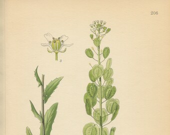 FIELD PENNYCRESS (Thlaspi Arvense)  Antique Botanical Book Plate 206 Bilder ur Nordens Flora  Lindman 1926