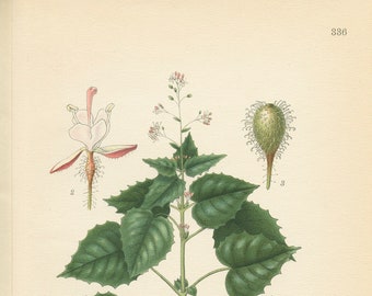 ENCHANTER'S NIGHTSHADE (Circaea  Alpina L. ) Antique Book Plate 336 CAM Lindman  Bilder ur Nordens Flora 1926