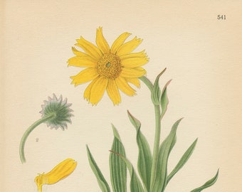ARCTIC ARNICA (Arnica Alpina/Arnica Angustifolia)  Antique Botanical Book Plate 541 Bilder ur Nordens Flora  Lindman 1926