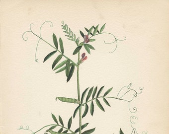 COMMON VETCH (Vicia Angustifolia) Weed Illustration  Plant Drawing  Plate 40 1909 Antique Book Page  Weeds of Canada