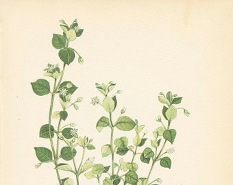 COMMON CHICKWEED (Stellaria Media)  Medicinal Plant  1909 Weeds of Canada Botanical Weed Illustration Book Plate  18