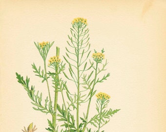 Weed Illustration GREEN TANSY MUSTARD (Sisymbrium incisum)  Plant Drawing  Plate 36 1909 Antique Book Page  Weeds of Canada