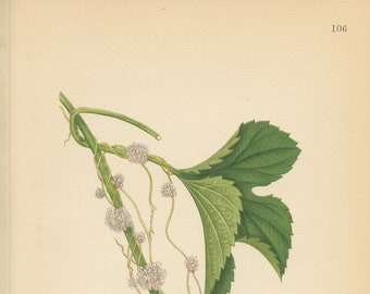 GREATER DODDER ( Cuscuta Europaea)  Antique Botanical Book Plate 106  Bilder ur Nordens Flora  Lindman 1926