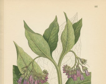 COMMON COMFREY (Symphytum Officinale)   Antique Botanical Book Plate 86 Bilder ur Nordens Flora  Lindman 1926