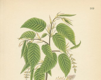 EUROPEAN HORNBEAM ( Carpinus Betulus) Antique Book Plate 369 CAM Lindman  Bilder ur Nordens Flora 1926