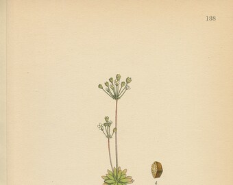 PYGMY FLOWER (Androsace septentrionalis) Antique Botanical Book Plate 138  Bilder ur Nordens Flora  Lindman 1926