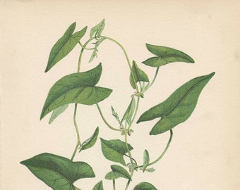 WILD BUCKWHEAT/Black Bindweed (Polygonum Convolvulus)   Fodder and Pasture Plants 1923 Norman Criddle Antique Bookplate 12