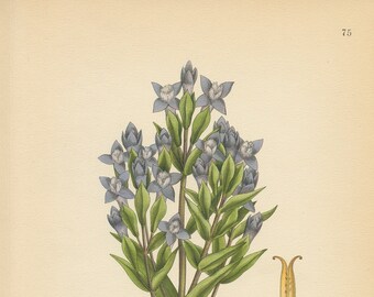 FIELD GENTIAN (Gentiana Campestris) Antique Botanical Book   Plate 75   Bilder ur Nordens Flora CAM Lindman 1926