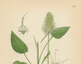 SPIKED RAMPION (Phyteuma Spicatum) Antique Botanical Book Plate 565 Bilder ur Nordens Flora  Lindman 1926
