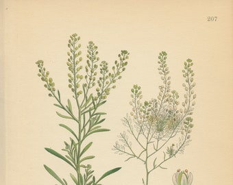 ROADSIDE PEPPERWEED (Lepidium Ruderale)  Wildflower Illustration Antique Book Plate 207  Lindman  Bilder ur Nordens Flora 1926