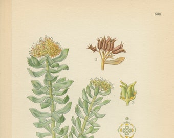 ROSE ROOT (Rhodiola Rosea)    Antique Botanical Book Plate 608 Bilder ur Nordens Flora  Lindman 1926