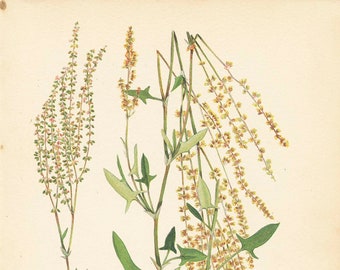 SHEEP SORREL (Rumex Acetosella) Medicinal Plant  1909 Weeds of Canada Botanical Weed Illustration Book Plate  10