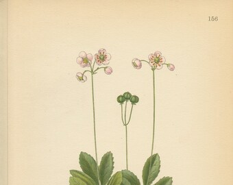 PIPSISSEWA (Chimaphila Umbellata)  Antique Book Plate 156  Lindman  Bilder ur Nordens Flora 1926