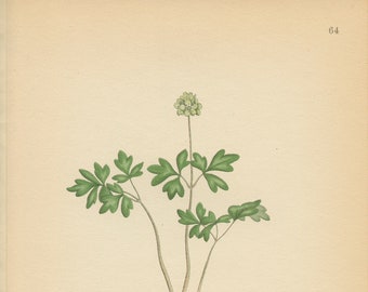 TOWN HALL CLOCK (Adoxa Moschatellina)  Antique Botanical Book Plate 64 Bilder ur Nordens Flora  Lindman 1926