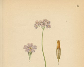 BIRD'S EYE PRIMROSE (Primula Farinosa)   Antique Botanical Book Plate 137  Bilder ur Nordens Flora  Lindman 1926